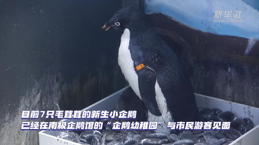 “萌新”報到！上海海昌海洋公園新添7只企鵝寶寶
