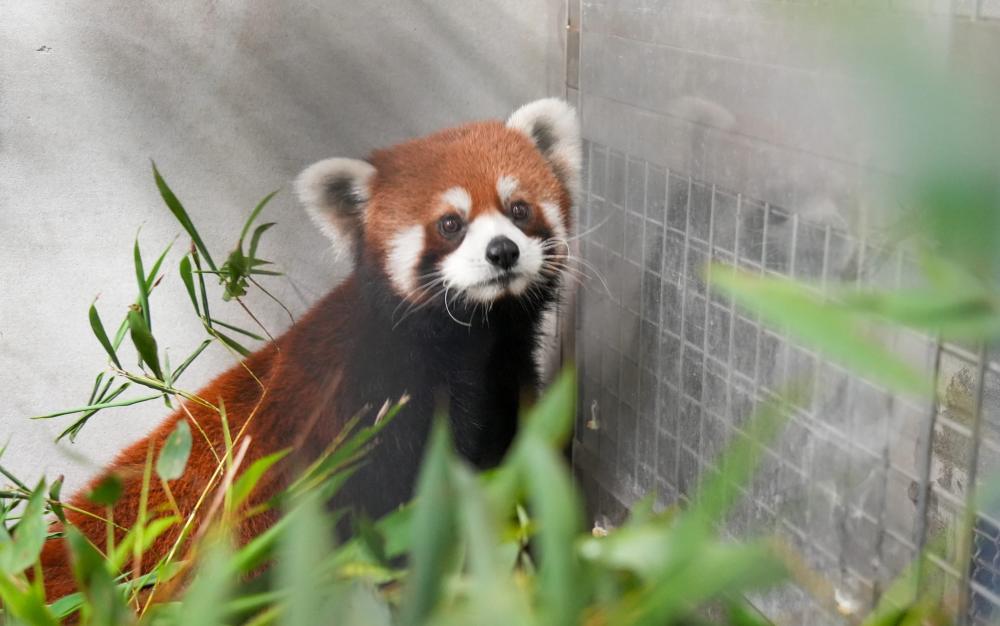 “双城论坛”再结硕果 爱上海动物园小熊猫顺利抵台