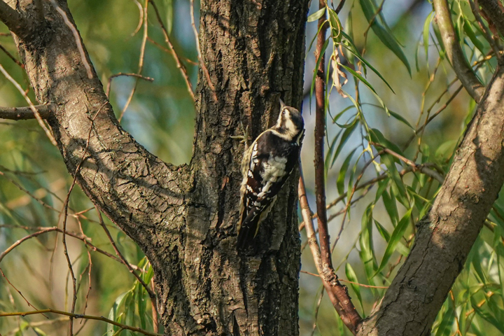 又來了一個“新朋友”！共青森林公園記錄在冊鳥類增至109種