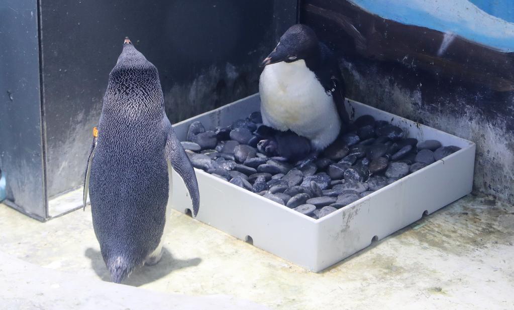 上海海昌海洋公园迎来企鹅繁殖季