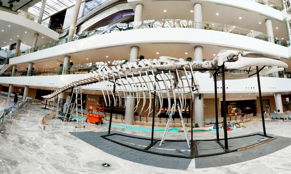 长须鲸骨骼标本在上海自然博物馆搭建完成