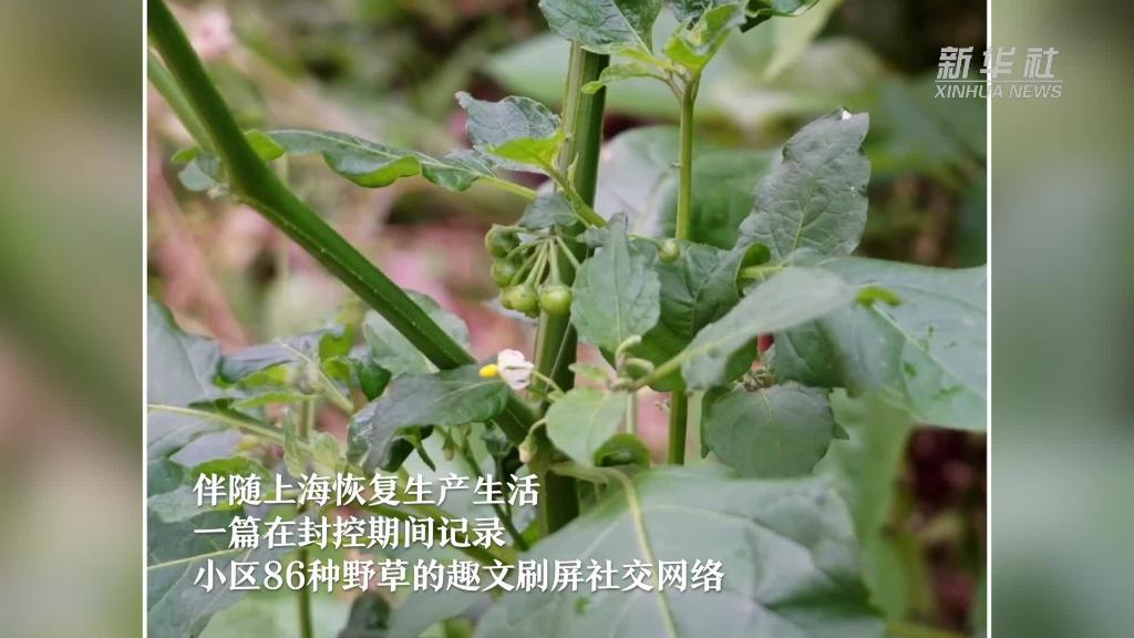 封控期间，上海植物达人在小区发现86种野草！