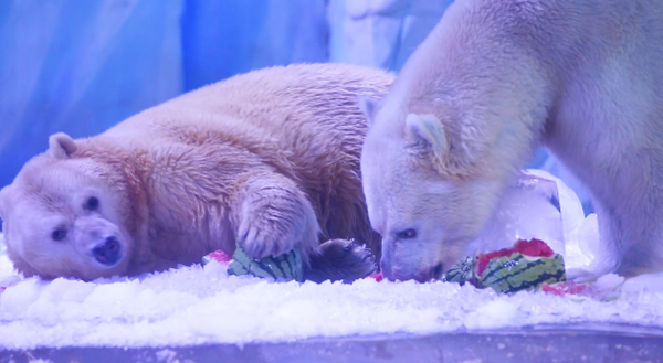 啃西瓜 抱冰塊 來看海洋動物的“花式消暑”大賽