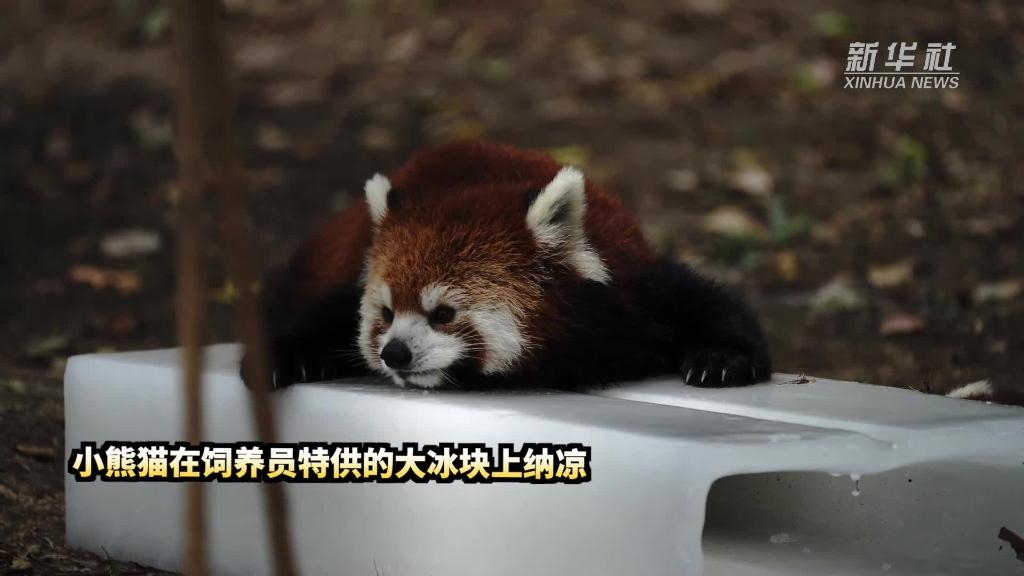 瞧！上海野生动物园里的“避暑妙招”