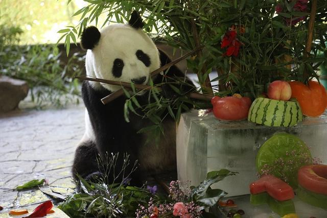 大熊猫嘉嘉的十岁生日：喜提300斤重冰蛋糕