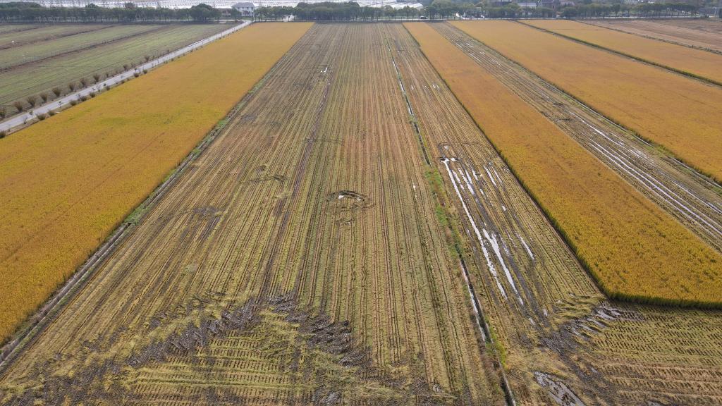 上海：数字化农场稻田收割近尾声