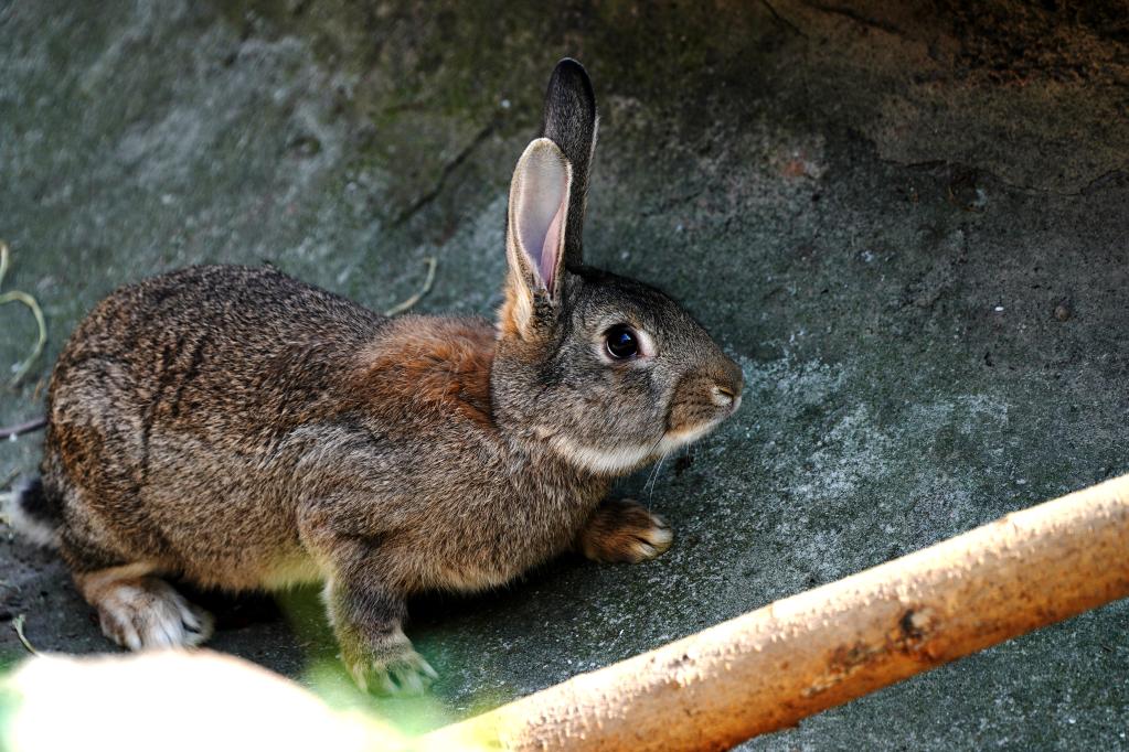 上海動物園：“萌兔”迎新春