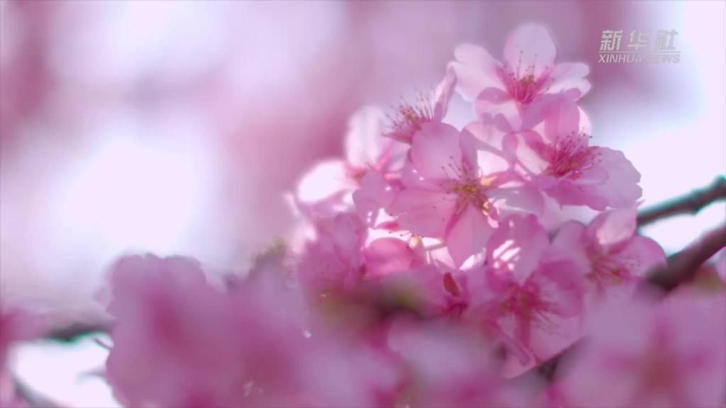 上海：来一场樱花树下的“春之约”
