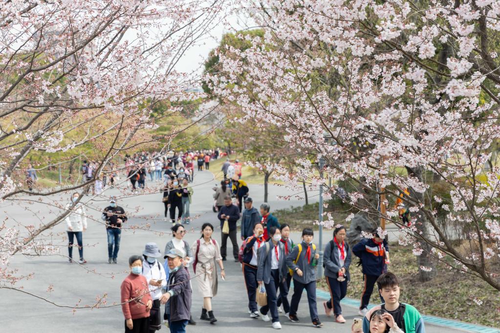 2023上海樱花节开幕