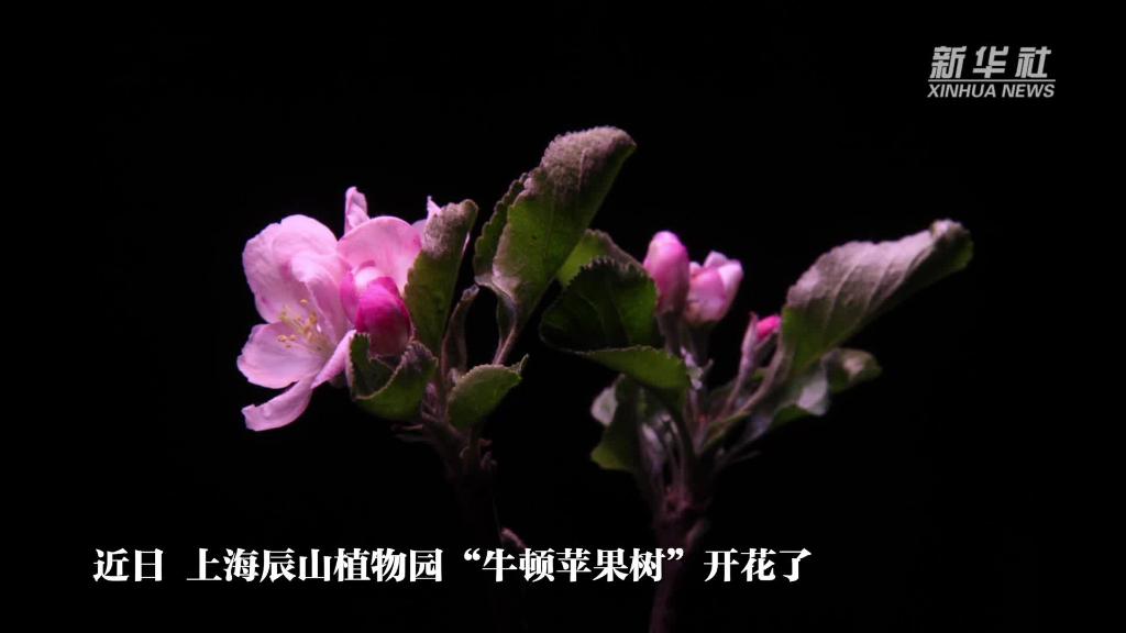 上海辰山植物园“牛顿苹果树”首次在室外开花